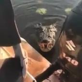 Le crocodile et les pêcheurs